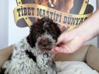 2 Impfstoffe, 3 Parasitenanwendungen wurden