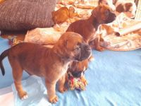 Boxer Mix Welpen, der besondere Familienhund. Unsere