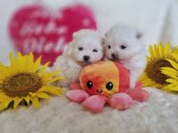 Unsere zwei (1w, 1m) wunderschönen Pomeranian Welpen in