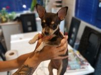 Die Kleine Maus sucht ein neues Zuhause sie ist 3