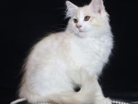 Valle Dragon bietet einen schönen und kräftigen Kater