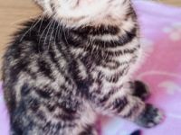 Verspielte Kuschelkitten suchen neuen Wirkungskreis in