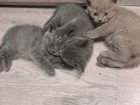 Hallo liebe Katzenliebhaber Suchen Sie einen Freund zum