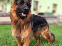 Gwenn vom Hitzenthaler Hof