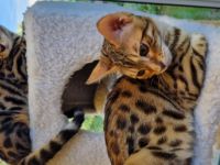 Nur noch 2 wunderschöne Mädchen frei.‼️‼️ Unsere