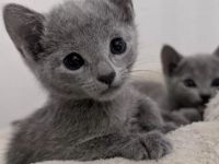 Russisch Blau Kitten - mit Stammbaum -