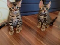 Bengal, Kitten