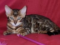 Am 28.05.2022 geborene, drei wunderschöne, gesunde