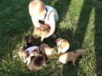 Am 22.6.2022 wurden sieben hübsche Chihuahua Welpen