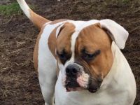 Champion Blut Linie Bully Typ Ausgewertet Eltern Tiere