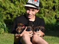 Wir haben den LETZTEN VERFÜGBAREN WELPEN BORDER TERRIER