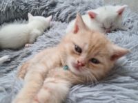 Zuckersüsse Kitten suchen ein neues Zuhause, Unsere