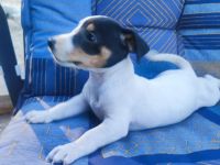 Kerngesunde 8Wochen junge Jack Russel Terrier Welpen