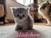 Hallo Zusammen, unsere Lissy ist zum 3. mal Mama