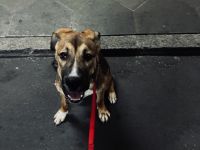 Bruno, Dogo Argentino/Boerboel, Mischling