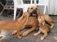 Hallo, wir sind 7 kleine Mischlingswelpen und suchen ab