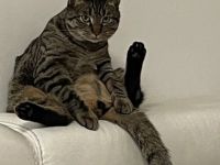 Kater, 18 Monate alt, 5,5 kg, sehr gesund und aktiv.