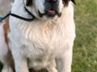 Mila fast 1 Jahr jung sucht neuen Wirkungskreis. Sie