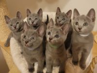 Wir haben reinrassige Russisch Blau Kitten aus besten