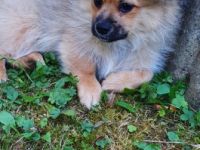 Hallo ihr Lieben, Wir suchen für unsere 2 Welpen 