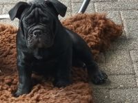 Olde English Bulldogge, Welpen