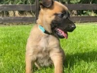 Diese Hunderasse gilt sehr gut zum Schutz von Personen,