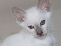 Suche liebes, neues Zuhause für meine beiden Thai