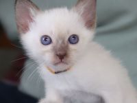 Suche liebes, neues Zuhause für meine 4 Thai Kitten