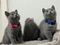 unsere Chanel hat am 01.06.2022 drei gesunde Weibchen