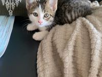 3 niedliche Kittens suchen ein zu Hause. Sie sind ca.