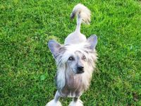 Shanti, Wunderschone Hundin mit Zuchtzulassung!