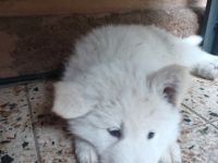 Aus unserem Wurf suchen noch 2 Langstockhaarrüden ihren