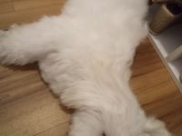 Hundefreunde. Ich heiße Max und bin sieben Monate alt.