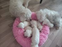 Wir haben 6 kleine malteser. Alle ust gesund . Geboren