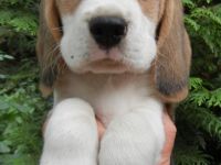 Reinassige Beaglewelpen in liebevolle Hände abzugeben.