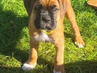 Hallo...Unsere wunderschöne Boxerhündin Thara hat am 31