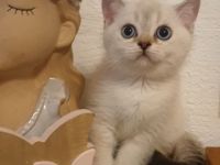 Reinrassige BKH Katzenbabys . Werden mit 12 Wochen