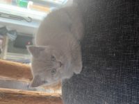 4x BKH Kitten in Lilac und Blue Gesund, entwurmt,