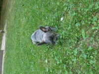 Französische Bulldogge Welpe Hallo Wunderschöne