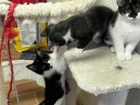 Am 1.06.2022 hat unsere hübsche Gisel 5 gesunde Kitten