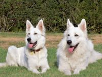 Anfang Oktober erwarten wir einen Wurf von unserer