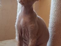 Wunderschöne Devon Rex Babies können umziehen. Vanillo