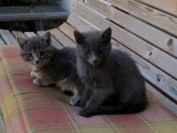 Leider müssen wir unsere ca. 12 Wochen alte Katze 