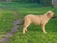 Beschreibung Reinrassieger, altdeutscher