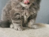 Hallo liebe Katzenliebhaber, Unsere Katze Amy hat am 04