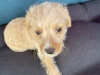 Dänin küsst Zwergpudel. Es ist eine F1 Verpaarung. 2