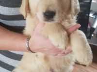 Supersüße goldie Welpen suchen neue Zuhause. Die Welpen