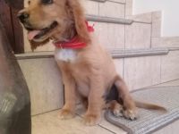 Für Infos bitte melden!, Cocker Spaniel, Welpen