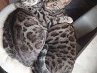 2x bengalkater zu verkaufen, Bengal