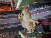 Artur, Golden Retriever